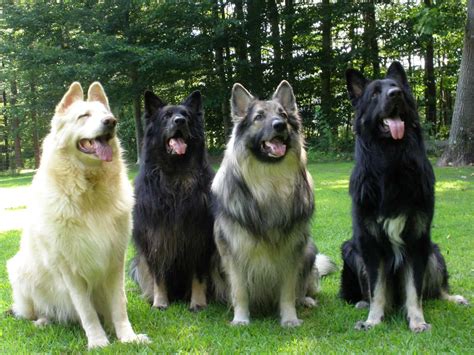 Are Shiloh Shepherds Akc Recognized