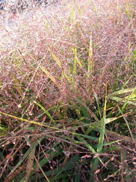 Eragrostis Spectabilis Purple Love Grass Z Heritage Flower Farm