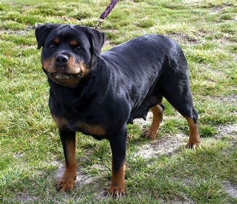 Parents are double registered with imported bloodlines. petra earl antonius, rottweilers, female rottweiler, brood ...