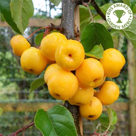 Malus Butterball Buy Yellow Crab Apple Trees Online