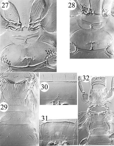 Rhamphothrips And Tusothrips R Tenuirostris 2730 2728 Large And