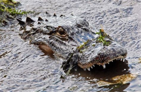 Interactive Map Shows Where Floridas Nuisance Alligators Are News E43