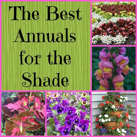 Best Potted Flowers For Shaded Areas