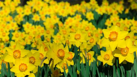 Winter Flowering Bulbs To Plant Now When And How To