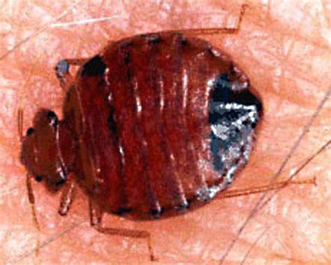 Bed Bug Infestations On The Rise In Southwest Michigan Experts Say