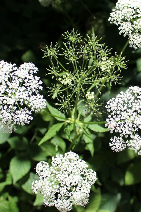 This will protect your veg patch or allotment from pests we earn a commission for products purchased through some links in this article. Chervil in 2020 | Companion planting, Companion planting ...