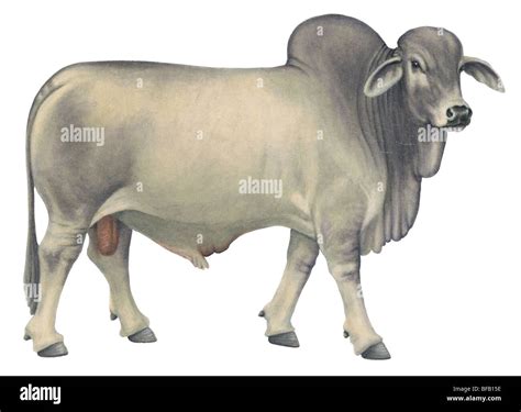Brahman Breed Of Cattle Cut Out Stock Images And Pictures Alamy