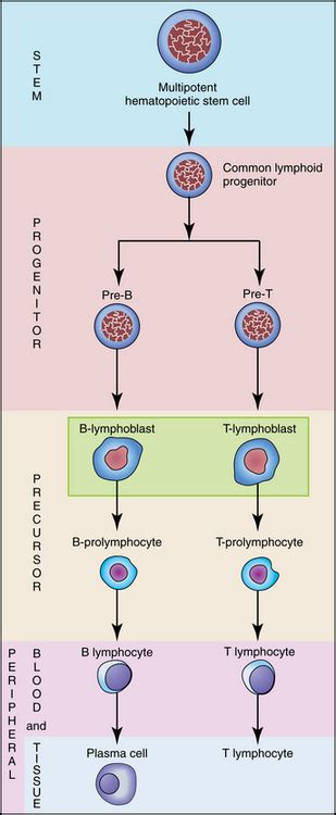 Lymphocyte Maturation Clinical Gate