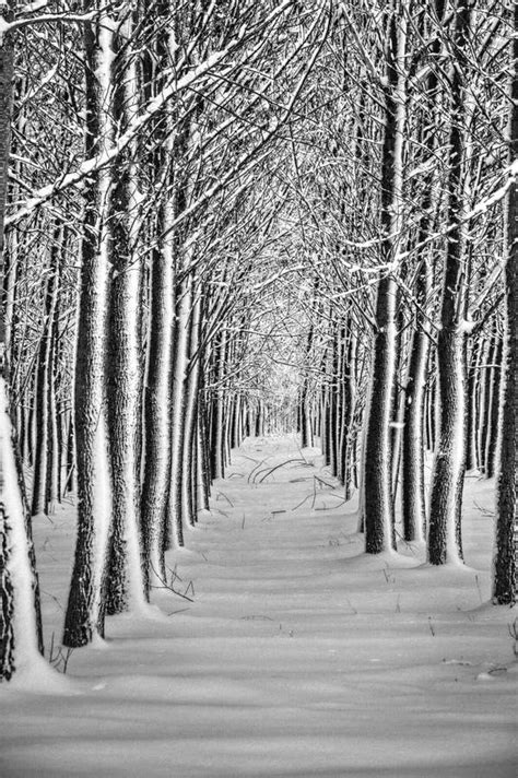 Winter Scenic Among Trees Stock Photo Image Of Nature 64293696