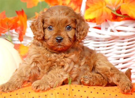 11 Pros And 11 Cons Of Cavapoo Puppies Breed Style Magzine