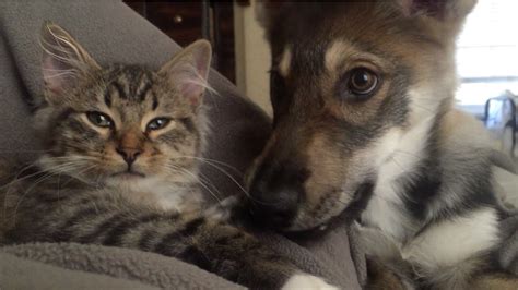 Cat And Dog Are Best Of Friends Youtube