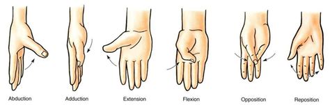 Anatomical Hand Movements