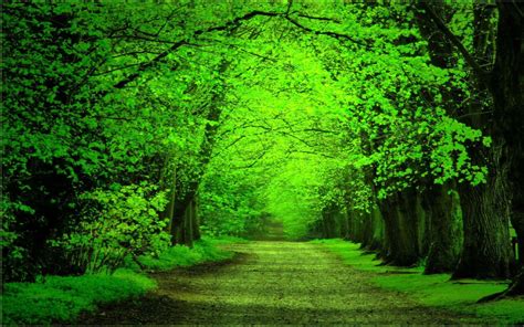 Free Photo Green Forest Blurry Floral Fog Free Download Jooinn