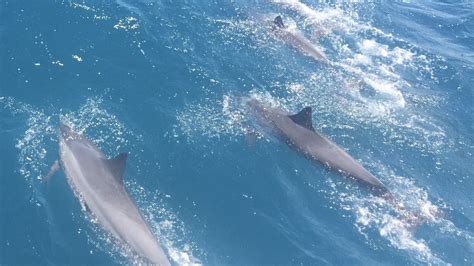 Noaa Warns Of Aggressive Dolphin Looking For People Off Texas Coast