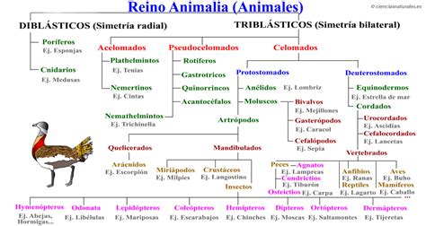 Mapa Conceptual Del Reino De Los Animales Mapa Conceptual Taxonomia