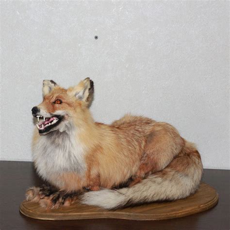 Siberian Red Fox Taxidermy Mount Stuffed Animal For Sale