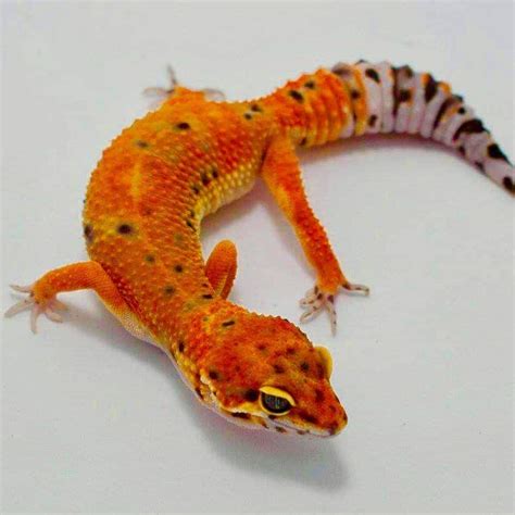 Inferno Leopard Gecko For Sale Baby Tangerine Inferno Leopard Geckos