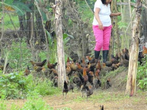 Philippine Native Chicken Farming