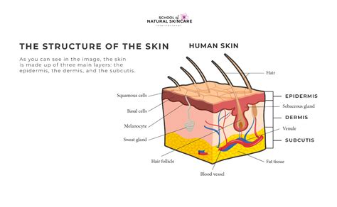 Structure Of The Skin Labeled
