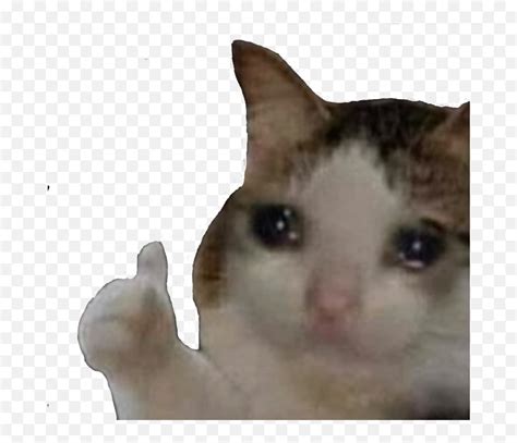 Sad Cat Meme Sticker