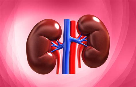 Get Great Kidney Health With These Steps Ayushman Hospital And Health