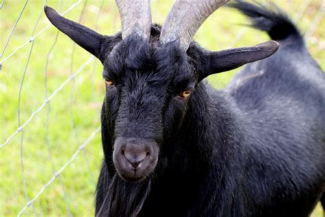 18 Black Goat Breeds That Add Character To Your Herd