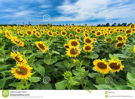 Sunflower Field And Wood Slabs Background For Design Stock Photography