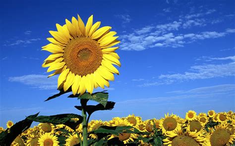 Beautiful Sunflower Pictures Wallpaper 1920x1200 22600