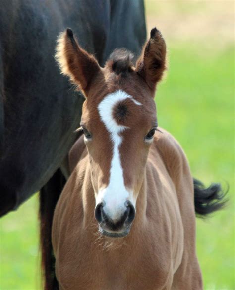 Unique Marking Animals Beautiful Cute Baby Horses Beautiful