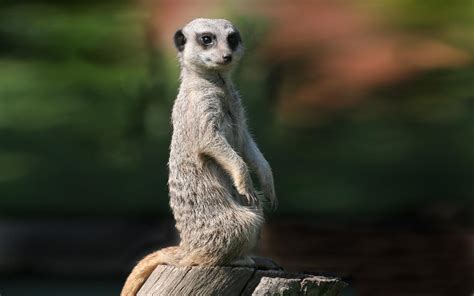 Free Download Meerkats Wallpapers Fun Animals Wiki Videos Pictures