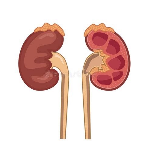Human Kidneys Excretory System Anatomical Structure Vector