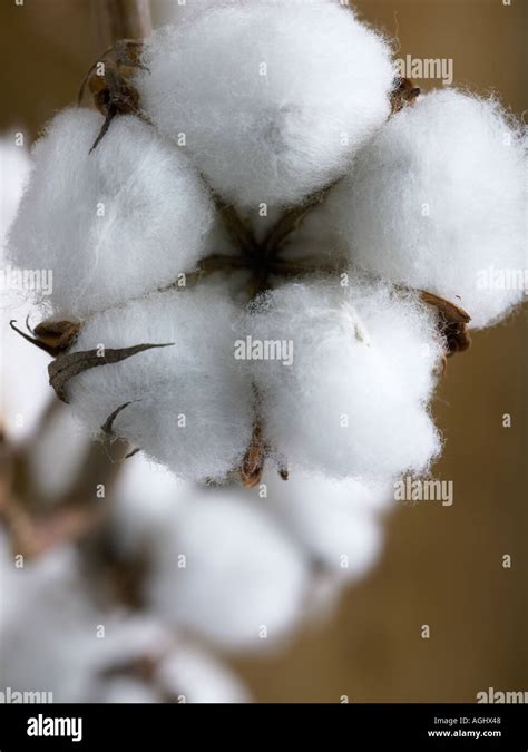 Cotton Flower Hi Res Stock Photography And Images Alamy