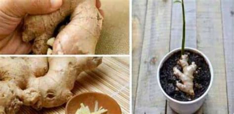 Stop Buying Ginger Heres How To Grow It In Infinite Quantities At Home Light Recipes
