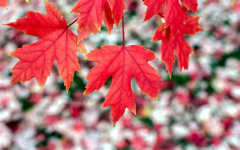 Red Maple Leaves Autumn Bokeh Wallpaper Nature And Landscape