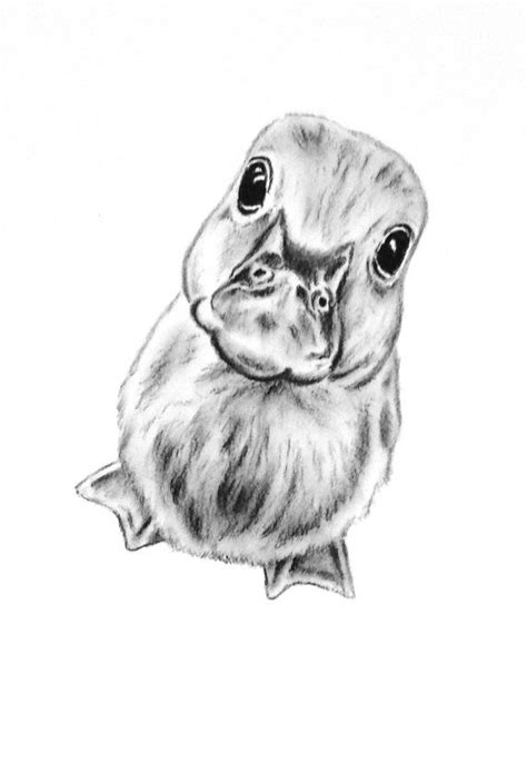 Original Charcoal Duckling Drawing 5x7 Duckling By Jaclynsstudio Art
