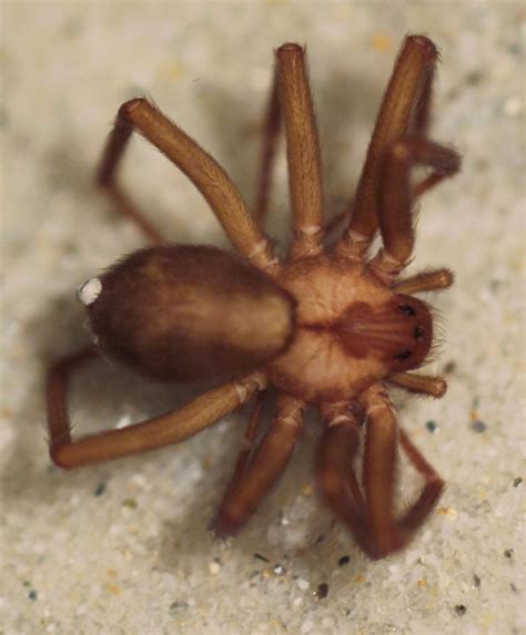 It's probably not a brown recluse | Local News | timesenterprise.com