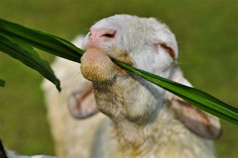 The Sheep Eat Grass Stock Photo Image Of Young Friendly 22230250