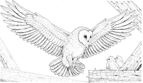 Snowy Owl Simple Coloring Pages