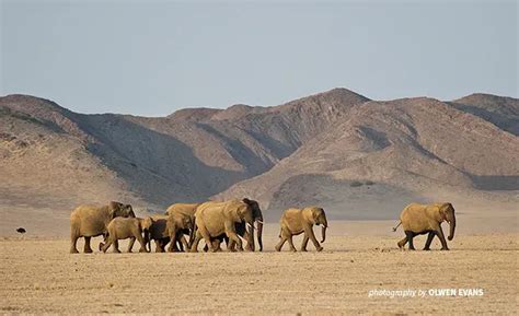 Rare Desert Elephants Survive Namibias Harshest Drylands African