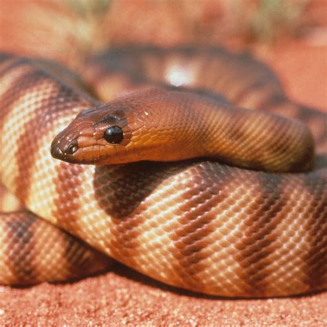 Woma Python Uluru Kata Tjuta National Park