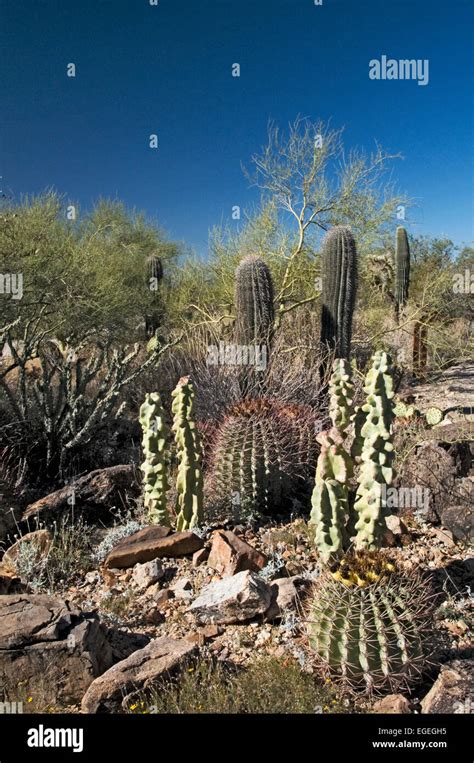 Tall Cactus Plants Sonoran Desert Hi Res Stock Photography And Images