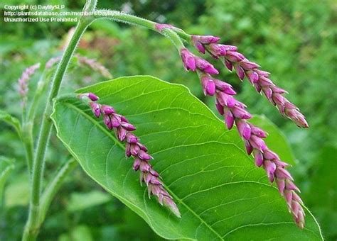 Plantfiles Pictures Persicaria Species Kiss Me Over The Garden Gate