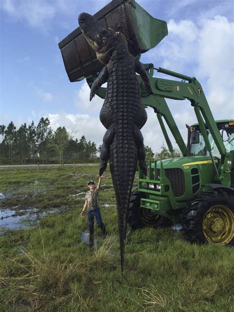 Giant Alligator Found In Florida Time