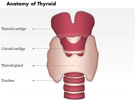 0514 Neck Hyoid Bone Thyroid Cartilage Thyroid Gland Medical Images For