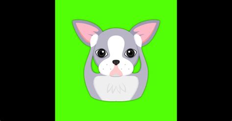 Send Your Friends Cute Blue Silver Boston Terrier Emojis With This