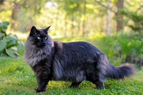 Are Norwegian Forest Cats Hypoallergenic A Sneeze Fest Or