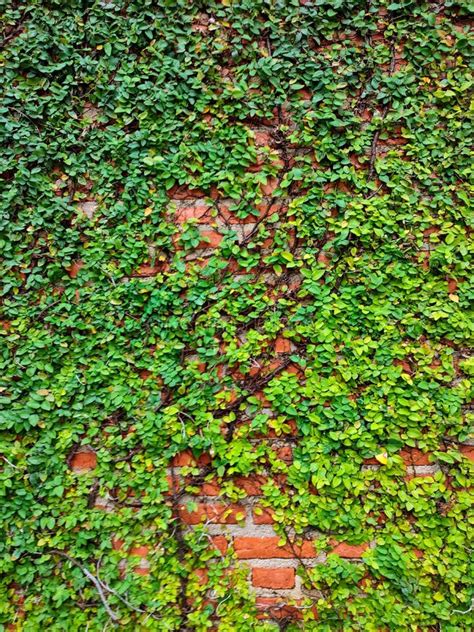 Green Ivy Plant Growing On A Brick Wall Of The House Stock Image