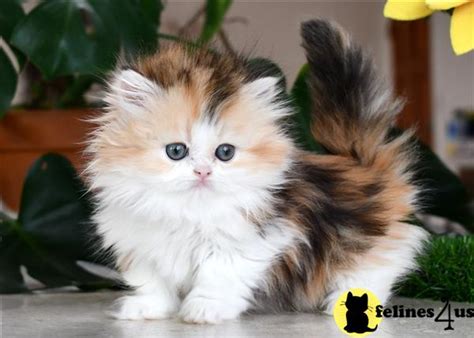 Munchkin Kitten For Sale Calico Rug Hugger 19 Weeks Old