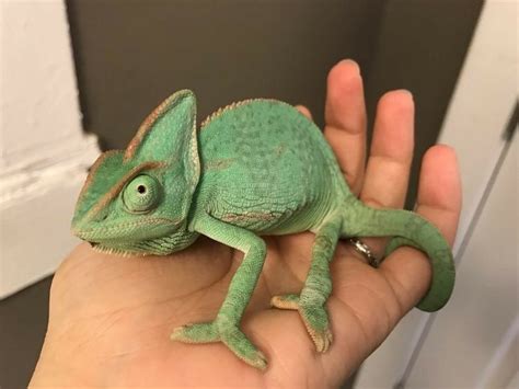 ⋆un0fficial⋆ In 2020 Chameleon Pet Cute Reptiles Cute Animals