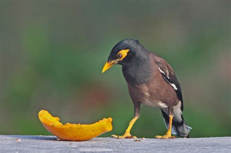 A Comprehensive Feeding Guide For The Mynah Birds